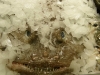 Morski potwór